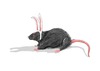 20130427092413-lapin_rat_inviation_murat_2013