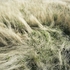 20130430003349-thumbs_deerbed2
