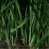 20130502115428-gras_5_0