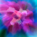 20130506133113-flower6