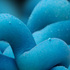 Tubule_droplets