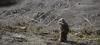 20130509014904-galanin
