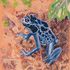20130510105639-poison_dart_frog