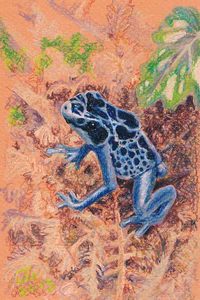20130510105639-poison_dart_frog
