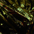 20130511175808-fireonmountain_078