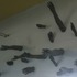 20130511210338-karena_massengil_hands