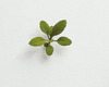 20130513120158-weed070