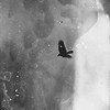 20130517001609-arezu-black-crow-7-2011-rag-on-hahnemuhle-paper-100-x-100-cm_edition-1-of-3-_-2ap-500x500