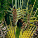 20130518033753-edenroad_1