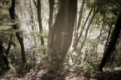 20130518114719-1_foresti