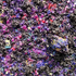20130519121751-aguerra_ultraviolet_small