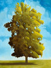 20130521003325-daytree1
