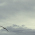 20130522064357-todd_03