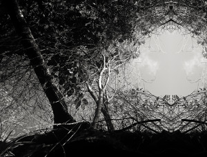 20130523000140-trees-embrace