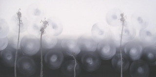 Renee Fox,