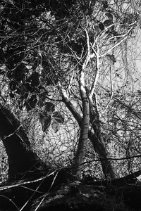 20130524001021-entangled