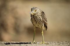 20130524043347-karenschuenemann_greenheron_birds