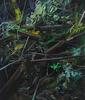 20130531003058-stumps_and_twigs_csm_00031