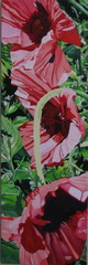 Pink_poppy__rythm