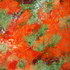 20130602235410-tangerine
