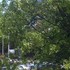 20130603025058-treesandcars