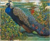 20130611064937-heagle_peacock28