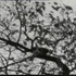 20130612145346-kurtkren_b_ume_still_300dpi