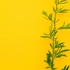 +yellow5_8x10