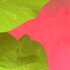 Pink_1