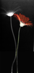 20130615223116-flower3__trry1