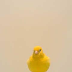 Yellow Canary #1 ,Luke Stephenson