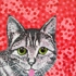 Finnish_cat