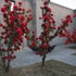 Winter_garden_choi_jeong_hwa5-s