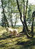 Heide_300dpi