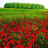 Artmatysik-dr-gerd-matysik-gm-2000-03-02-poppies-oil-c