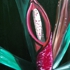Artmatysik-bertram-matysik-dc-1997-tropical-oil-c