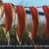 Motive_from_flora_0001-1161201682l