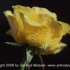 Motive_from_flora_0070-1167164141l