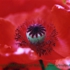 Motive_from_flora_0044-1162333735l