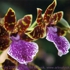 Motive_from_flora_0053-1162512308l
