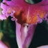 Motive_from_flora_0047-1162339284l