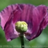 Motive_from_flora_0055-1162598398l
