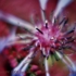 Motive_from_flora_0057-1165106027l