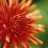 Motive_from_flora_0066-1165364102l