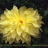 Motive_from_flora_0060-1165188908l