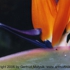 Motive_from_flora_0035-1162076797l