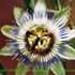 Motive_from_flora_0017-1161215725l