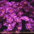 Motive_from_flora_0059-1165188801l