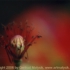 Motive_from_flora_0040-1162172125l