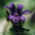Motive_from_flora_0030-1161376182l